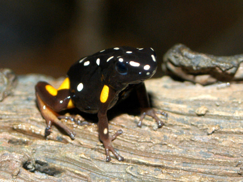 O colorido Adelphobates castaneoticus. Foto: John White