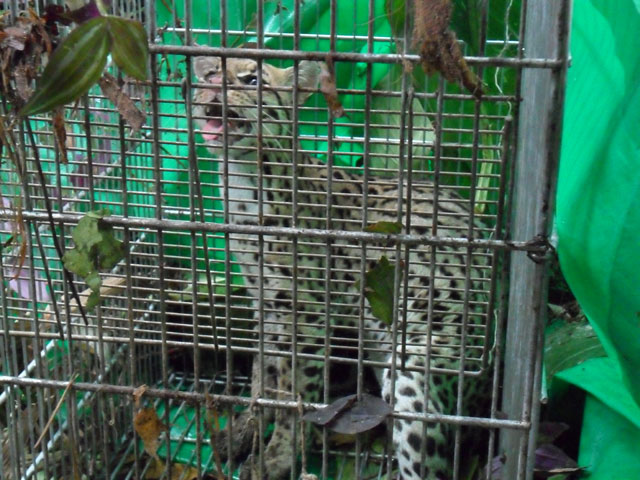 Na armadilha, a bichinha não parece feliz, mas ela foi solta e será monitorada por pesquisadores da UFRPE. Foto: Vanessa de Oliveira Ribeiro