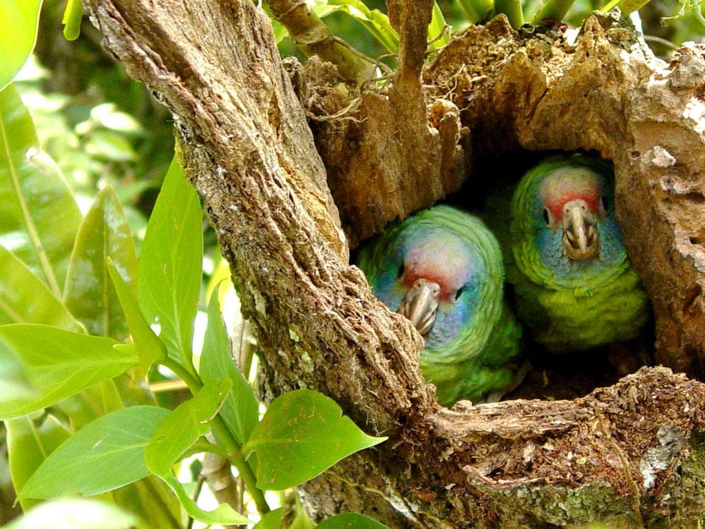 Um casal de chauás (Amazona brasiliensis). Crédito: Rafael de Rivera/SPVS